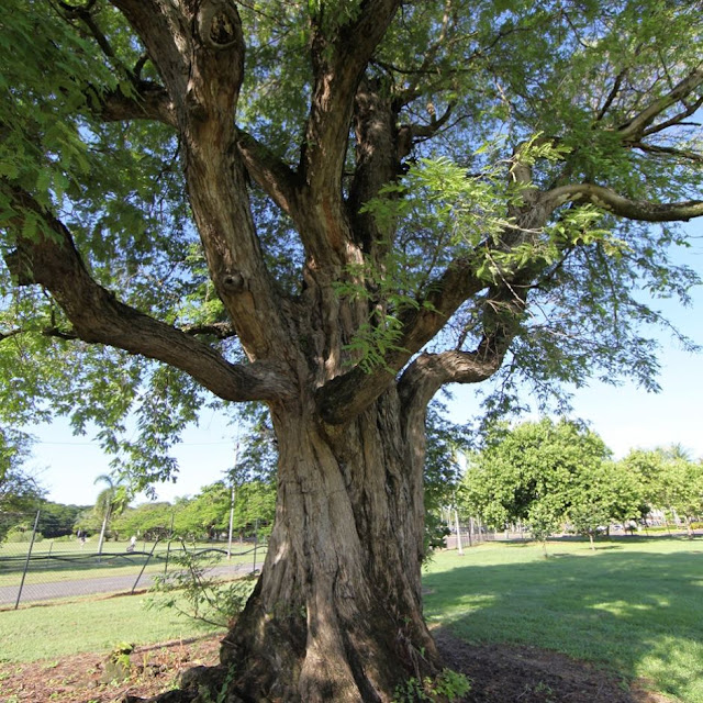 Pohon asam di Darwin, Australia