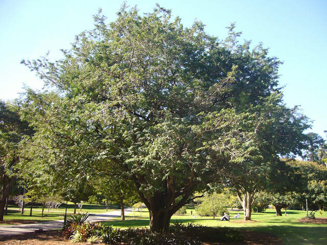 Pohon asam di Brisbane, Australia