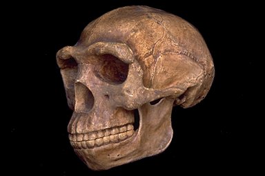 Fosil tengkorak manusia praaksara Homo Erectus